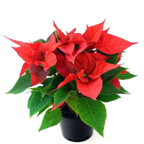 Poinsettia