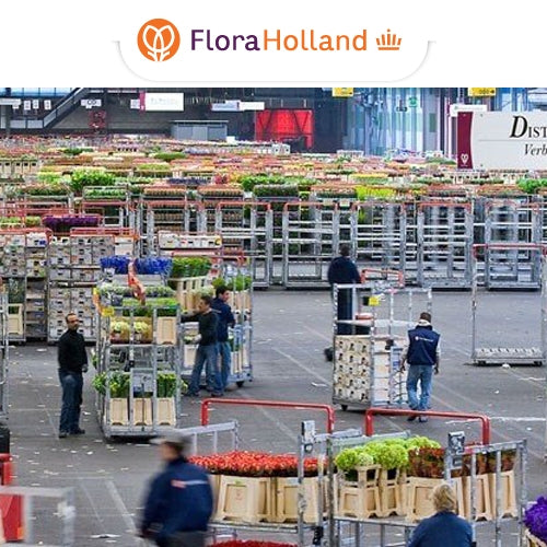 Flower Auction - Holland