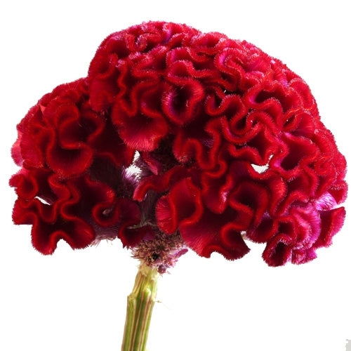 The Cockscomb Flower