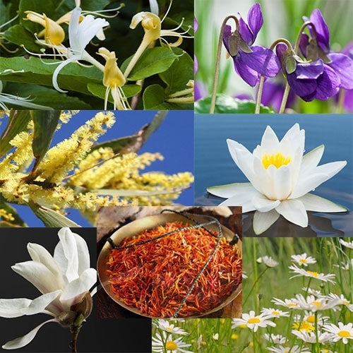 7 Flowers That Promote Overall Health