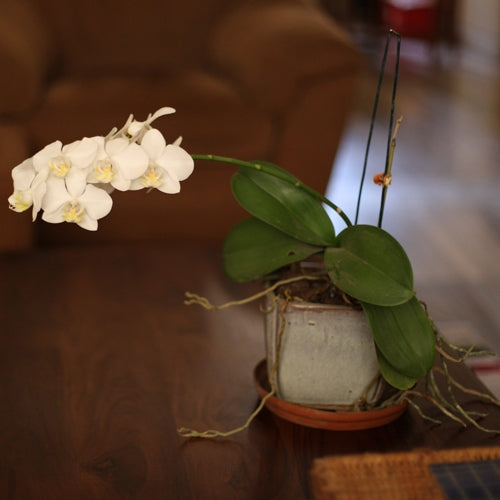 How To Grow Orchids