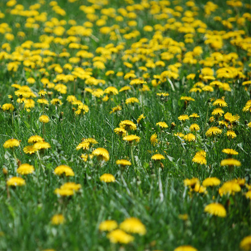 Dandelions and its Significance