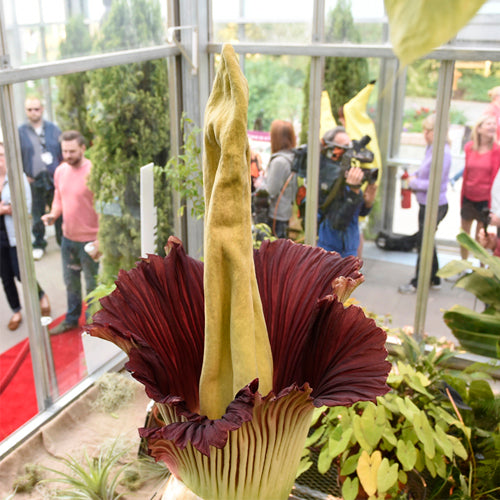 Corpse Flower - The Monster Flower – May Flower