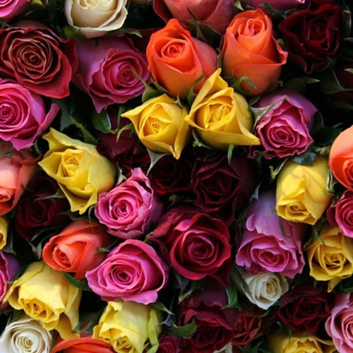 Rose Colors and their Significance