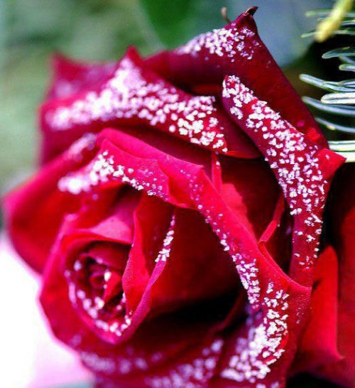 Flower of the Month - June