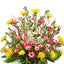 Crazy Daisies!