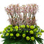 Orchid And Chrysanthemums