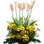 Anthurium Chrysanthemums