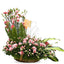 Carnation Beauty!