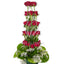 Tall Red Roses