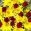 Roses and Gerbera Hand Bunch