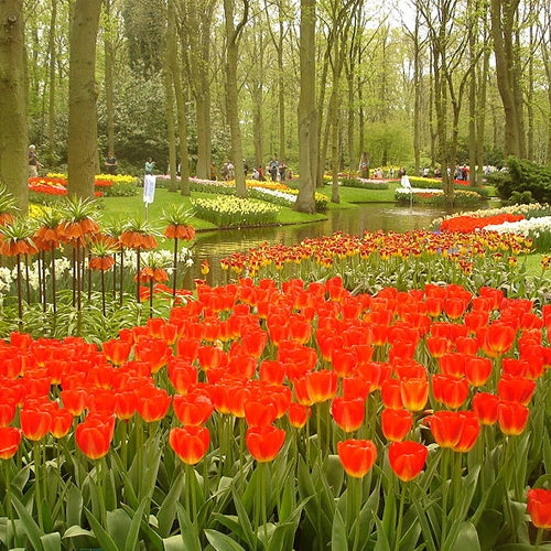 Keukenhof - Garden of Europe