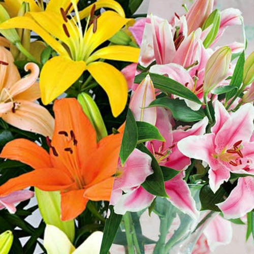 Lilies: Oriental and Asiatic