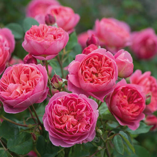 Boscobel Roses