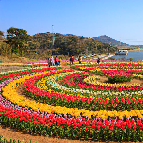 Tulip Garden Srinagar