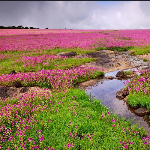 Kaas Plateau - Valley of Flowers