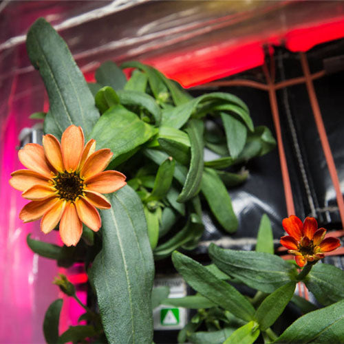 Flower Grown in Space