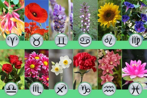 Flower Astrology Signs