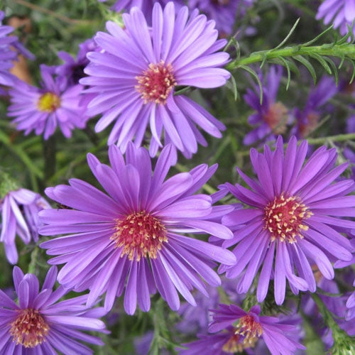 Flower Of the Month - September