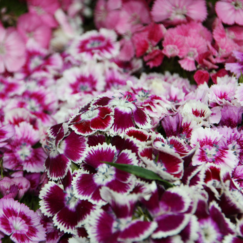 Sweet William Flowers