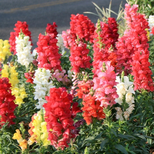 Snapdragon Flowers