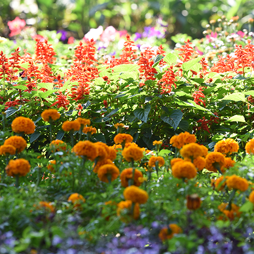 The Vaikunth Flower Show