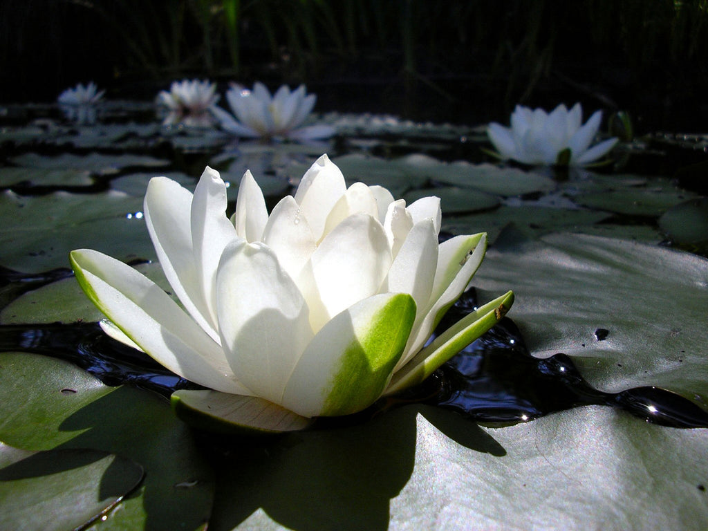 What Flowers Grow during Monsoons