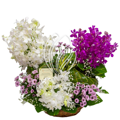 Orchid Duple Main image