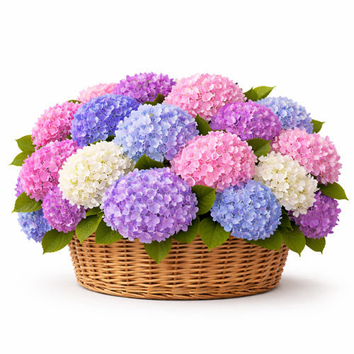 Garden Whisper Main image