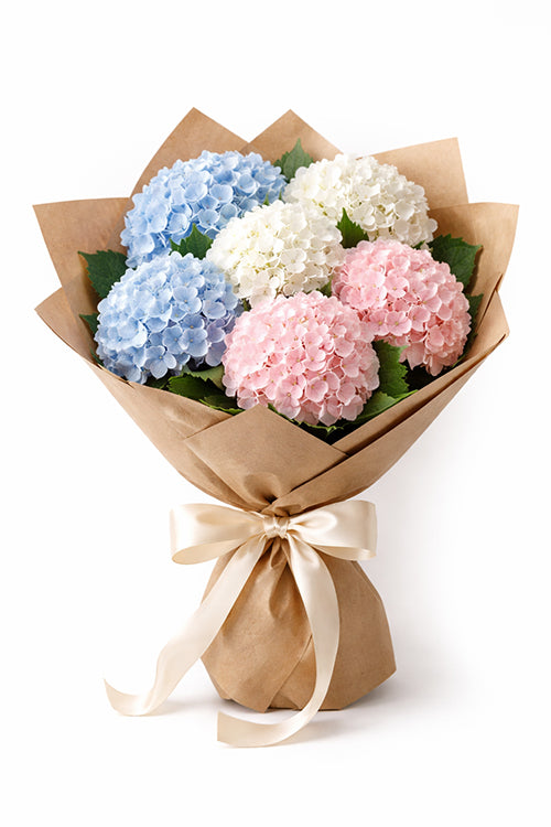 Hydrangea Harmony