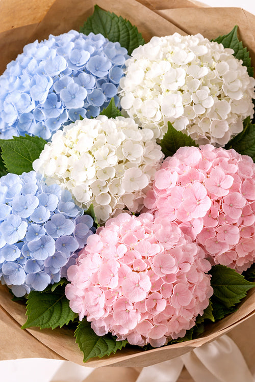 Hydrangea Harmony