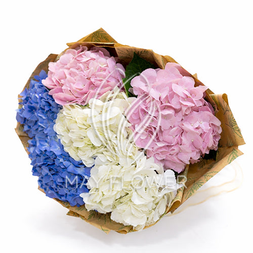 Hydrangea Harmony