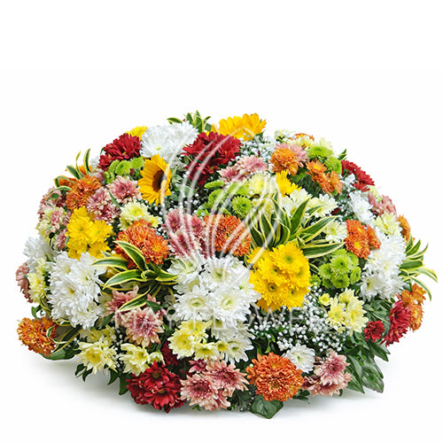 Chrysanthemum Grandeur