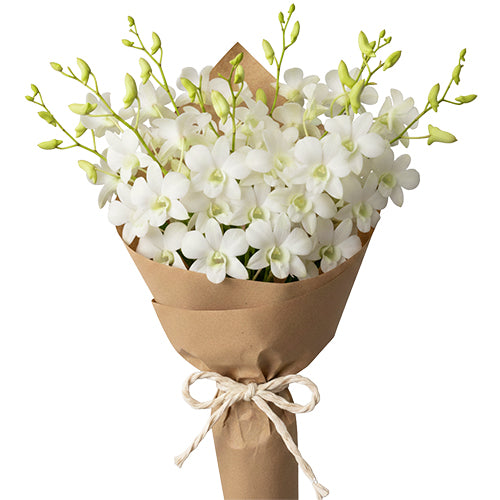 Snow Bloom Main image