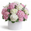 Hydrangea Elegance