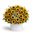 Solar Bloom