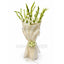 Gladioli Bunch