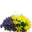 Twin Hues Arrangement