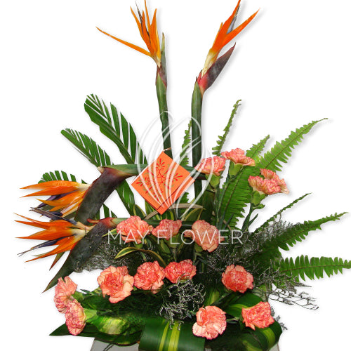 Bird of Paradise!