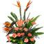 Bird of Paradise!