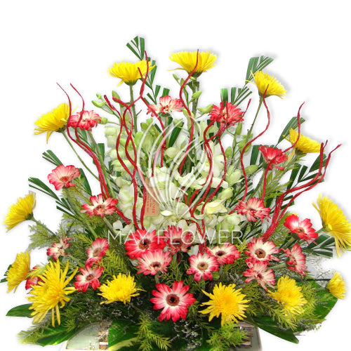 Crazy Daisies! Main image