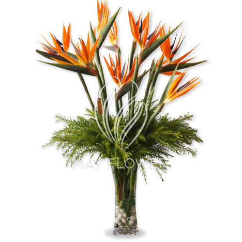 Bird of Paradise Galore! Main image