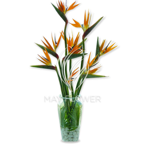 Bird of Paradise Galore!