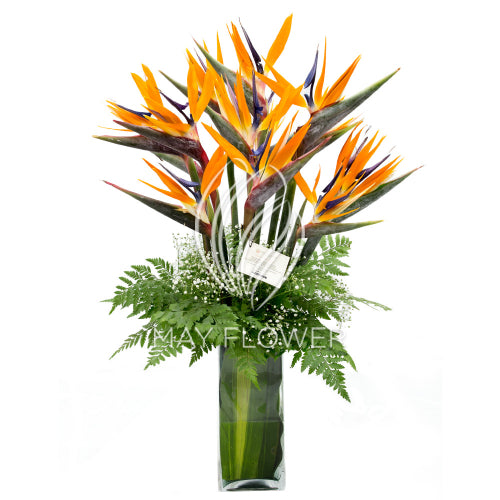 Bird of Paradise Galore!