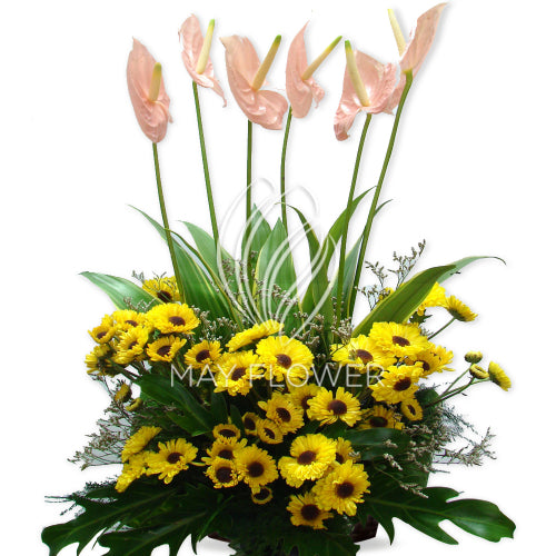 Anthurium Chrysanthemums Main image