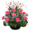 Pink Assorted