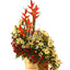 Exotic Beauty Blast
