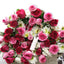 Roseate Roses