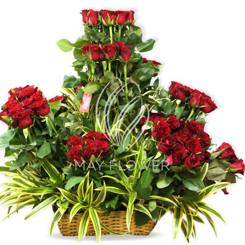 Red Rose Splash