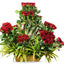 Red Rose Splash